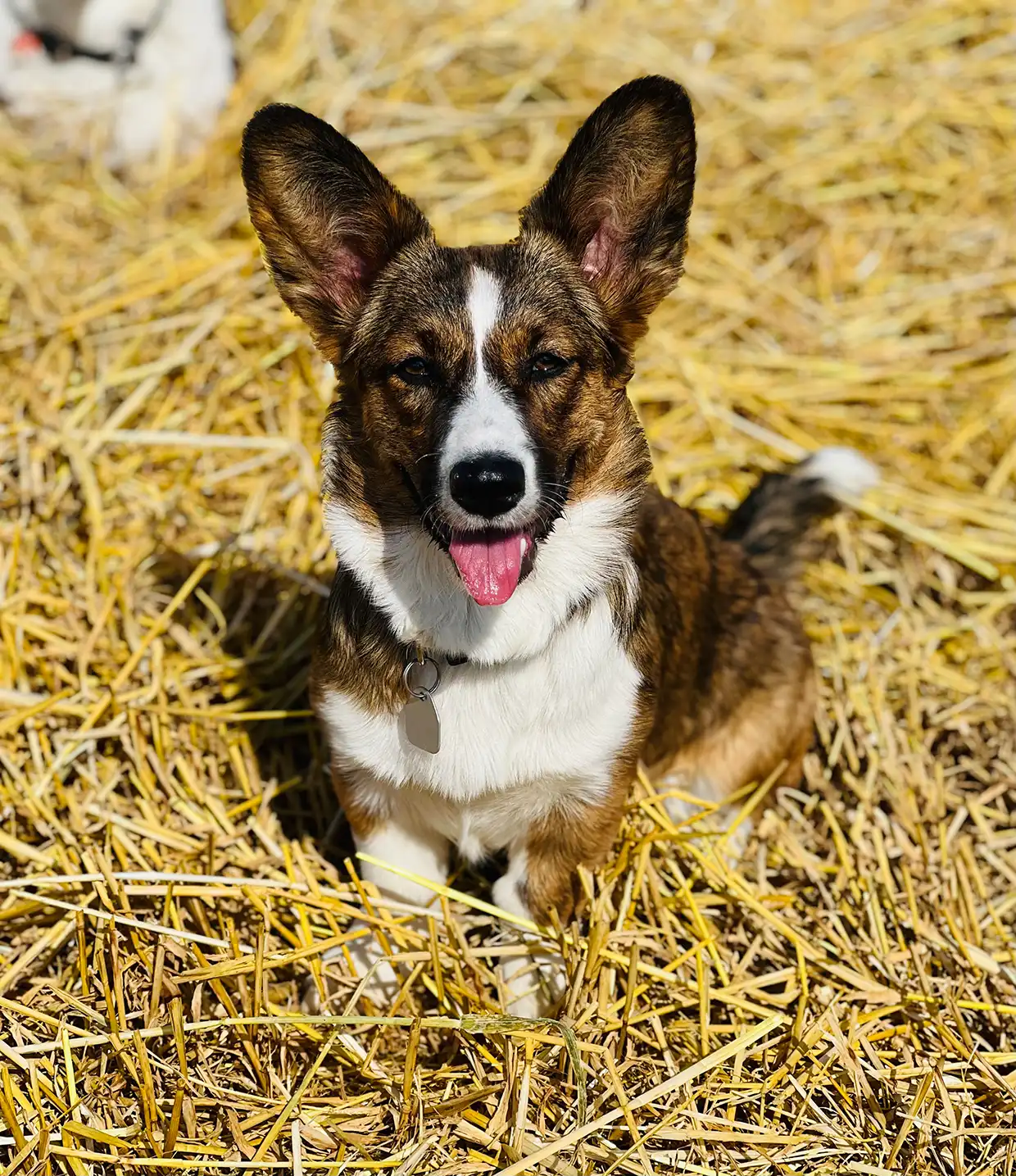 Alva