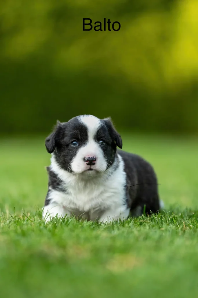 Balto