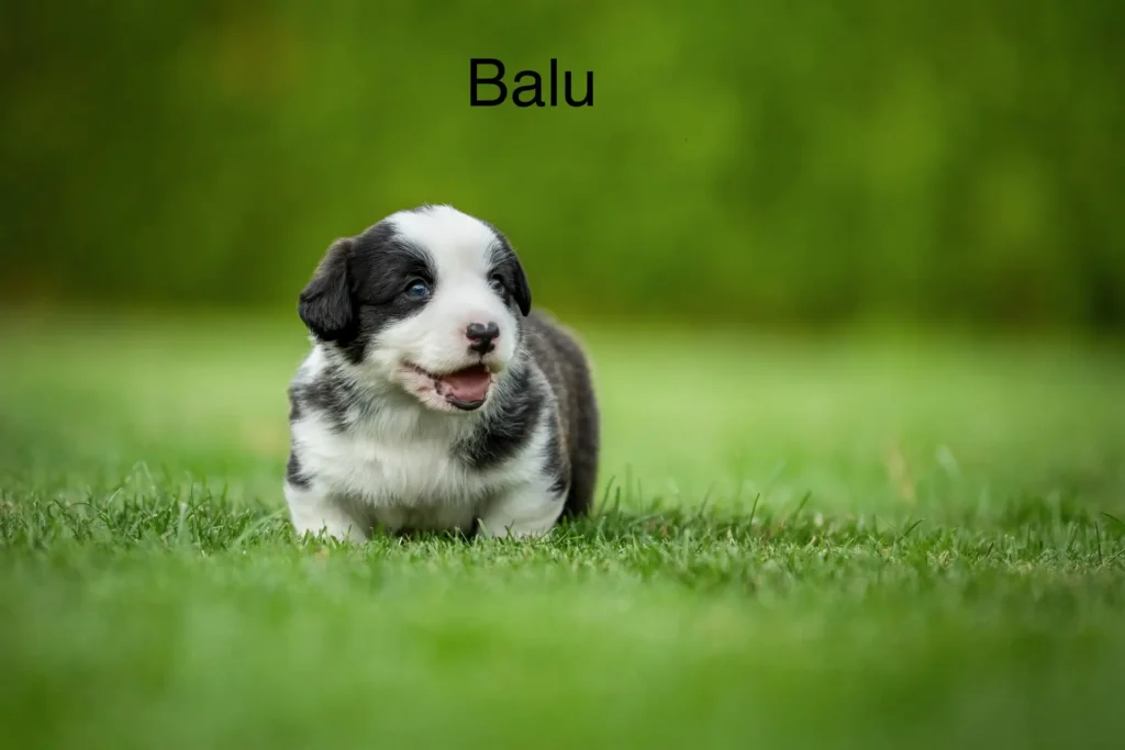 Balu