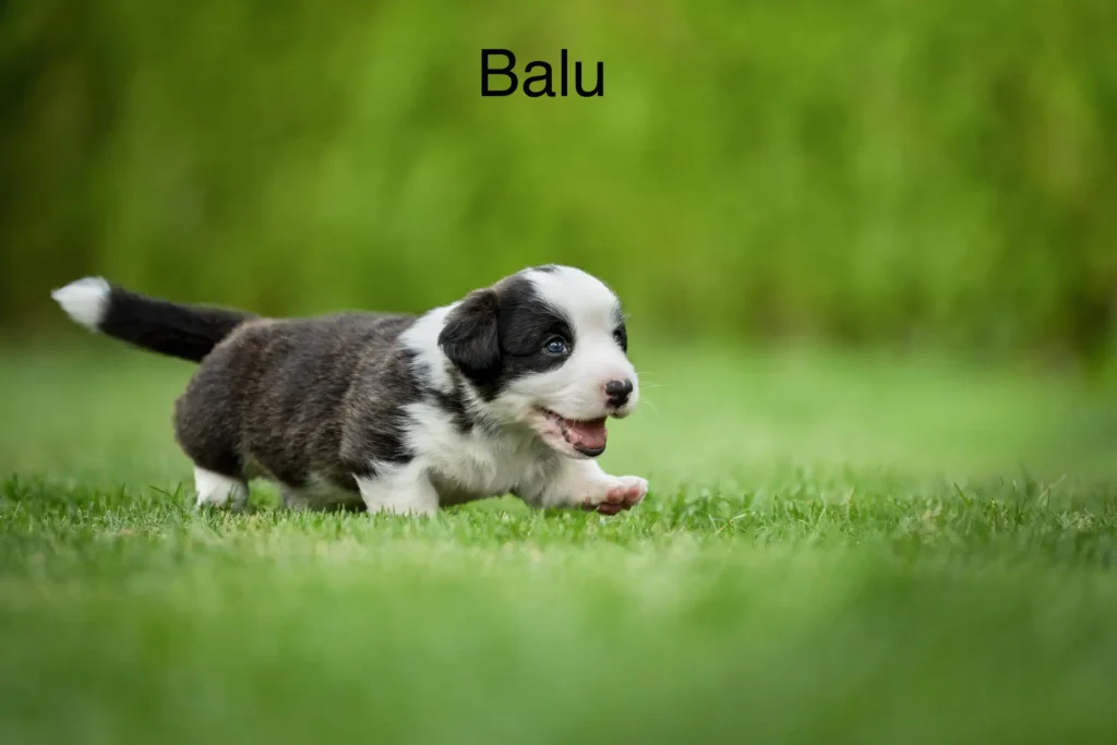 Balu