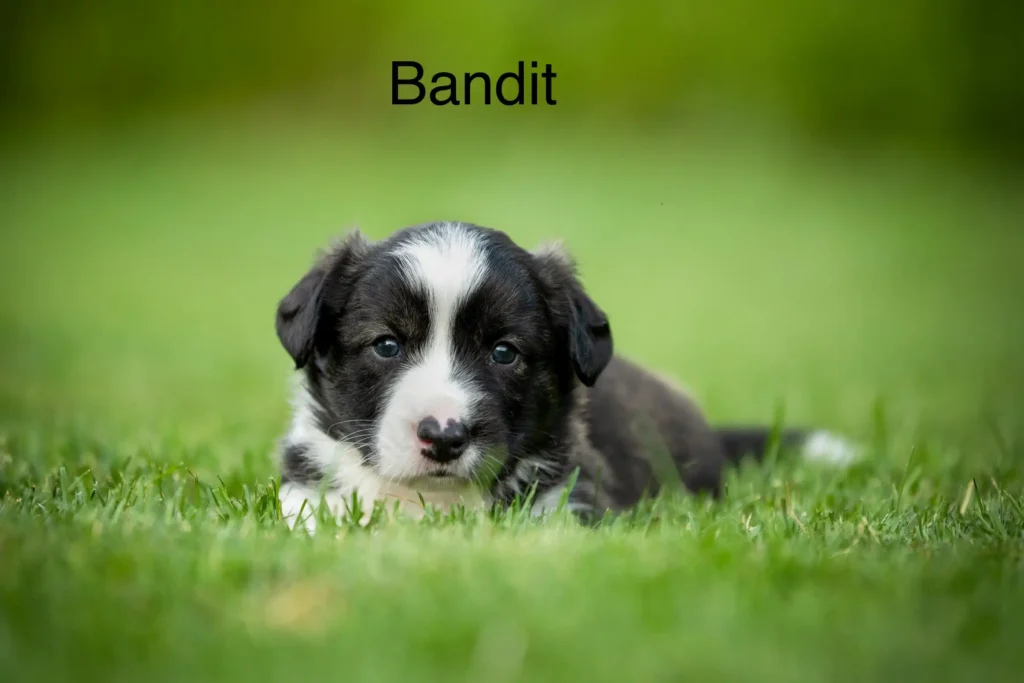 Bandit