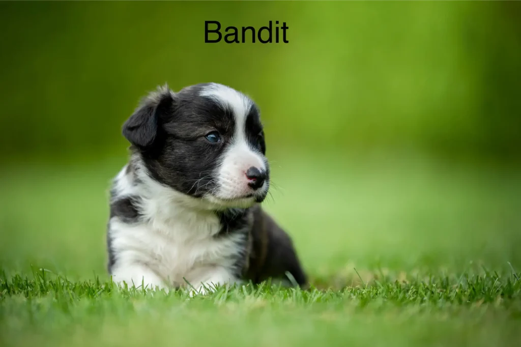 Bandit