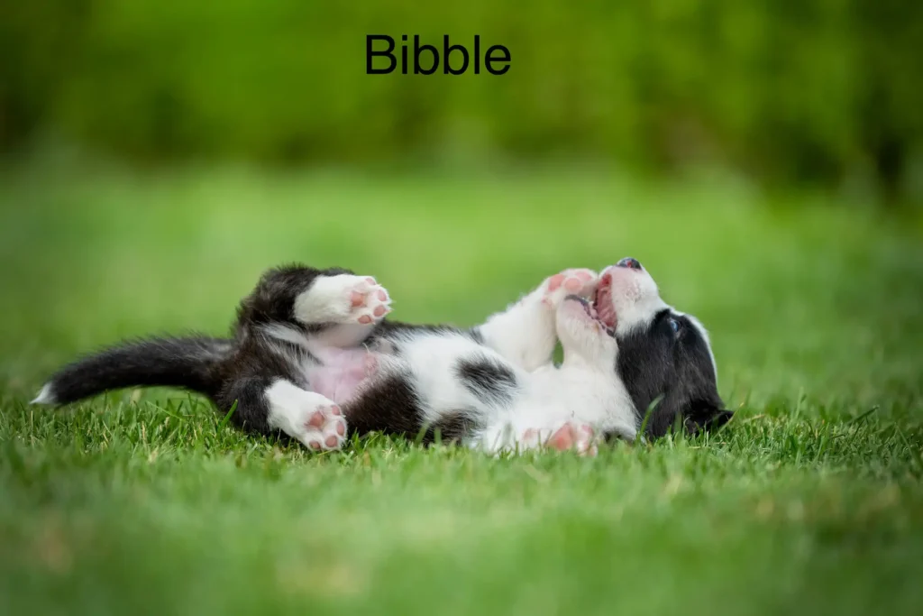 Bibble