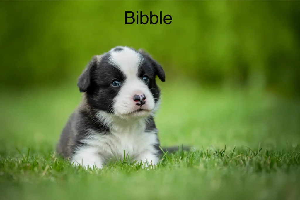 Bibble