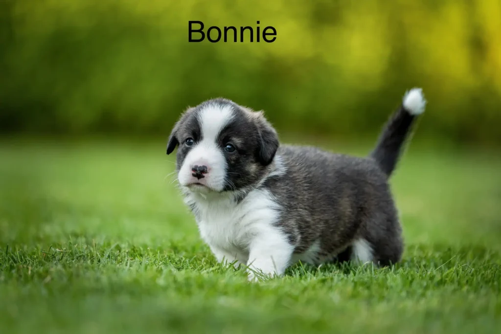 Bonnie