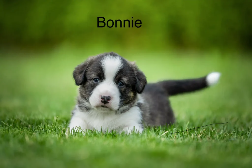 Bonnie