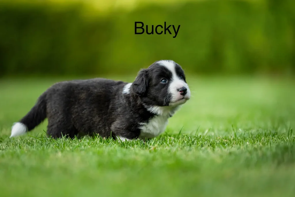 Bucky