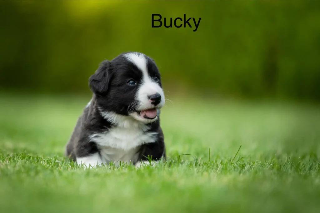 Bucky